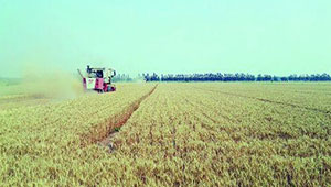 江苏省小麦种肥同播示范推广现场会在滨海成功举办