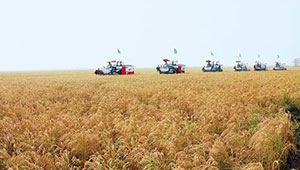 天津市80万亩小站稻收获完毕 总产量将达50万吨