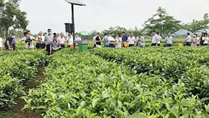 推广生态茶园模式 推动茶叶绿色生产进入生态化种植新阶段