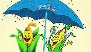 四川省农业保险撑起助农“保护伞”