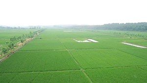 辽宁省建成高标准农田2376万亩