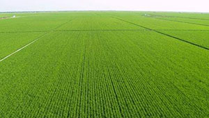 安徽：全省已落实农作物补改种155.4万亩
