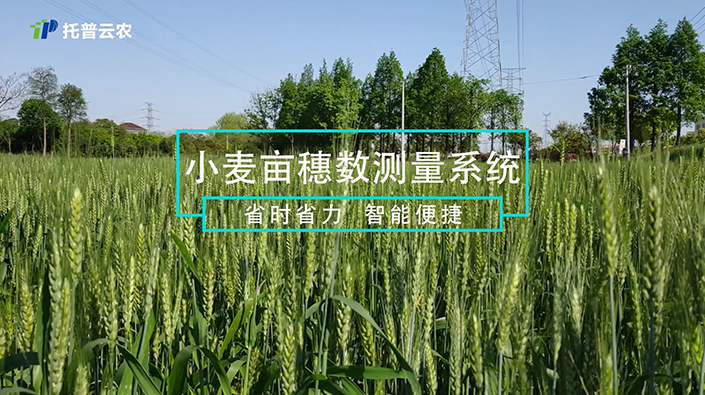 小麦亩穗数测量系统