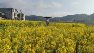 万象“耕”新不负春，托普云农助力描绘春耕春管科技新图景